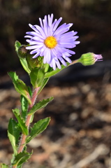 Olearia rudis