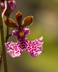 Caucaea