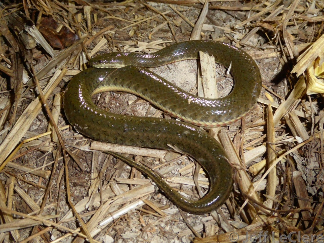 Mekong Mud Snake