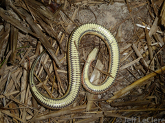Enhydris subtaeniata