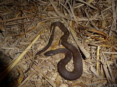 Homalopsis nigroventralis