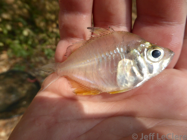 Iridescent Glassy Perchlet