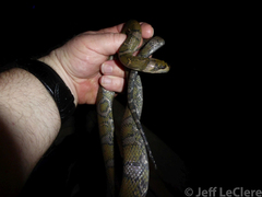 Homalopsis nigroventralis