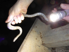 Homalopsis nigroventralis