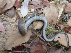 Homalopsis nigroventralis