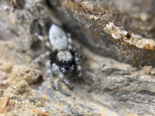 Intertidal Jumping Spider