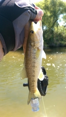 Micropterus treculii