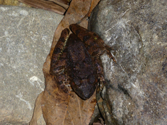 Limnonectes blythii