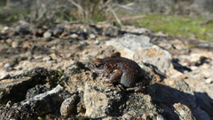 Pseudophryne bibronii