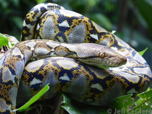 Reticulated Python (guide) · iNaturalist