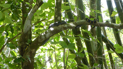 Boiga melanota
