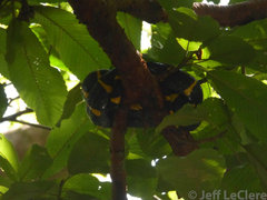 Boiga melanota
