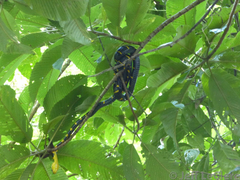 Boiga melanota