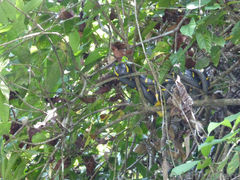 Boiga melanota
