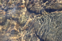 Pacifastacus leniusculus