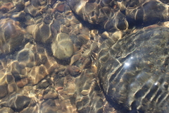 Pacifastacus leniusculus