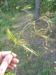 Scirpus sylvaticus