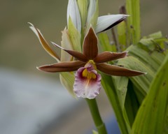 Phaius