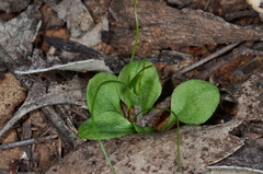 Pterostylis nana
