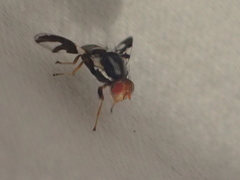 Rhagoletis pomonella