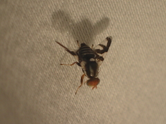 Rhagoletis pomonella