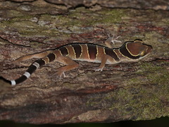 Cyrtodactylus macrotuberculatus