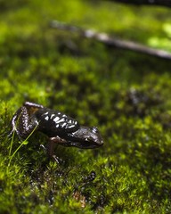 Leucostethus brachistriatus