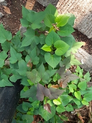 Ipomoea batatas