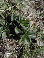 Magnoliopsida