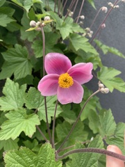 Eriocapitella × hybrida