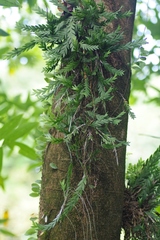 Dendrobium aloifolium