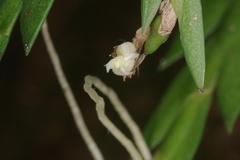 Dendrobium aloifolium