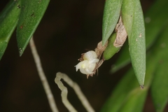 Dendrobium aloifolium