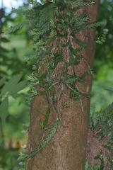 Dendrobium aloifolium