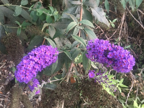 iNaturalist observation photo of Butterfly bush