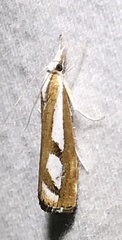 Catoptria latiradiellus