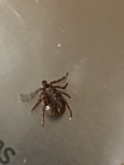 Dermacentor variabilis