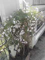 Magnoliopsida