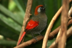 Trochalopteron milnei