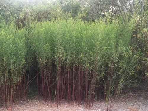 iNaturalist observation photo of western goldenrod