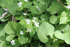 Viola