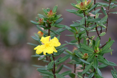 Hibbertia bracteata