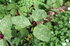 Trillium recurvatum