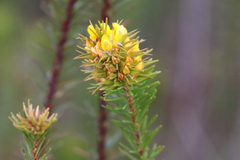 Phyllota phylicoides