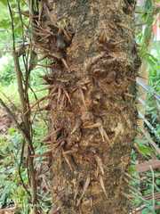 Bridelia retusa