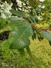 Bridelia retusa