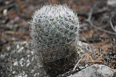 Rapicactus beguinii