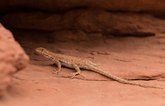Uta stansburiana uniformis