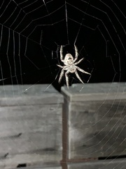 Eriophora edax