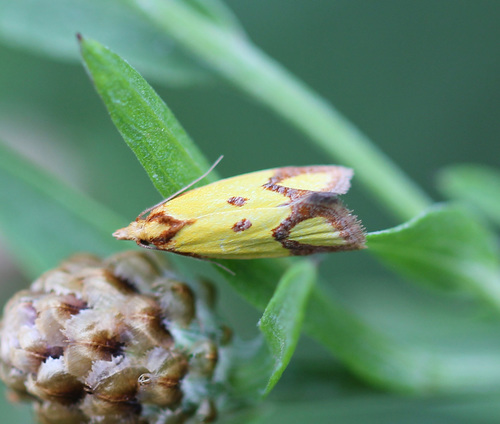 Knapweed Root Moth